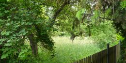 Obstgarten.jpg